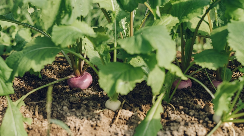 Photo of about ingredients