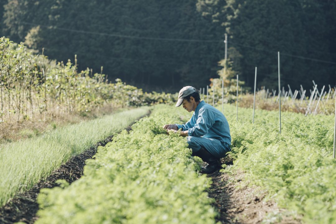 想いが織りなす四季の野菜の写真