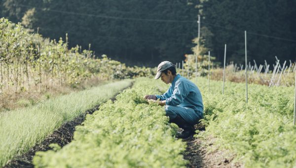 想いが織りなす四季の野菜の写真