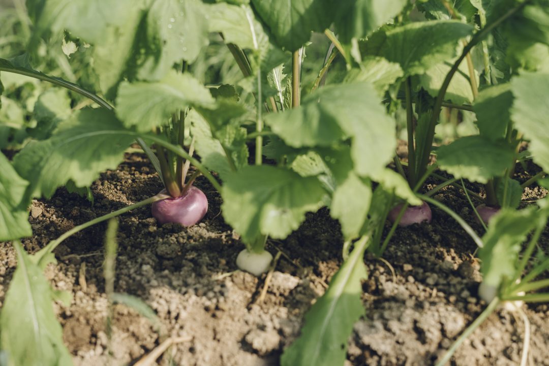 想いが織りなす四季の野菜の写真