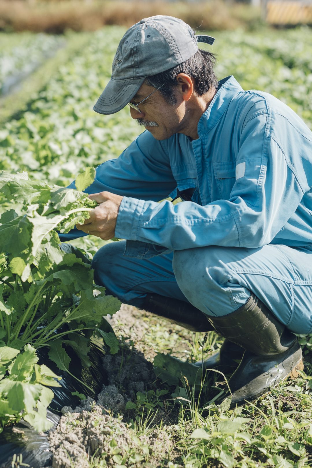 想いが織りなす四季の野菜の写真