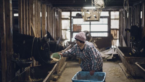 但馬牛と在来種の写真