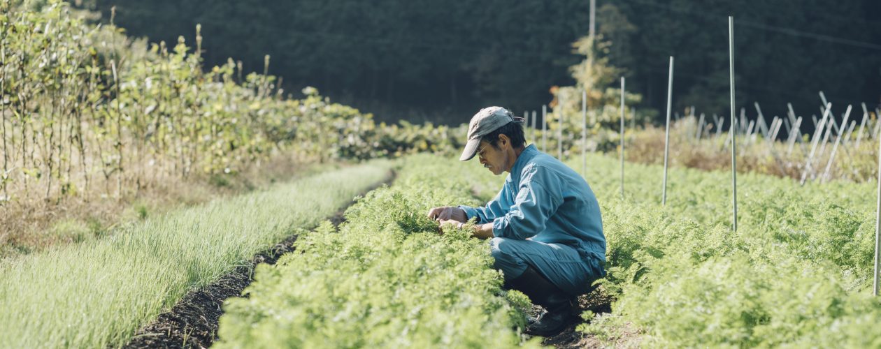 但馬の野菜の写真