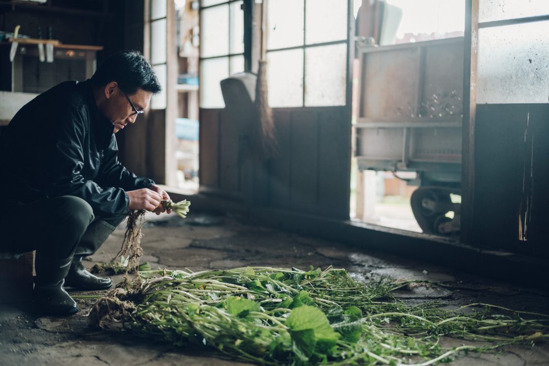 但馬の野菜の写真