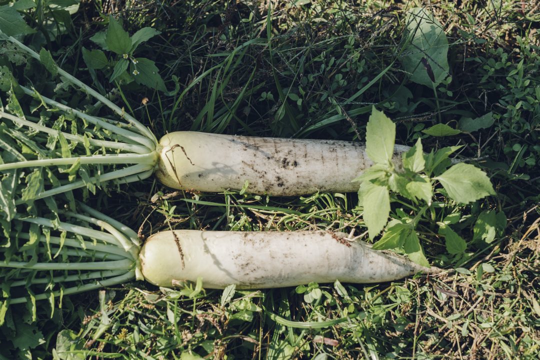 但馬の野菜の写真