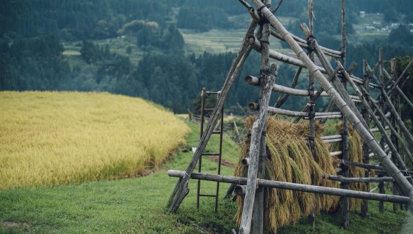 但馬のお米と水の写真